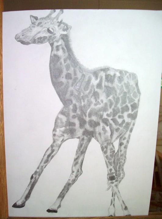 Giraffe, pencil study by Samantha Oyler