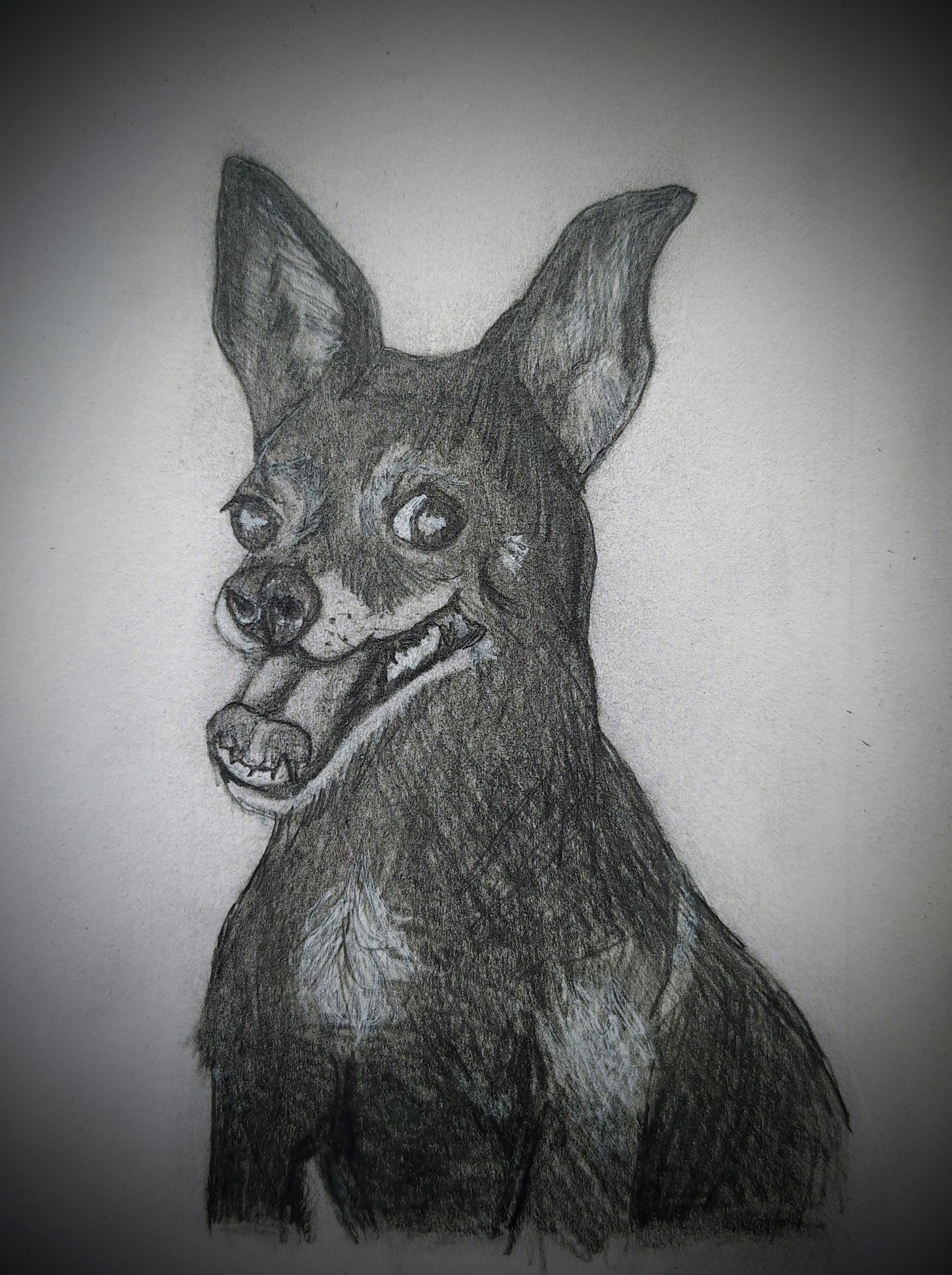 Small Dog Portrait, pencil portrait by Samantha Oyler