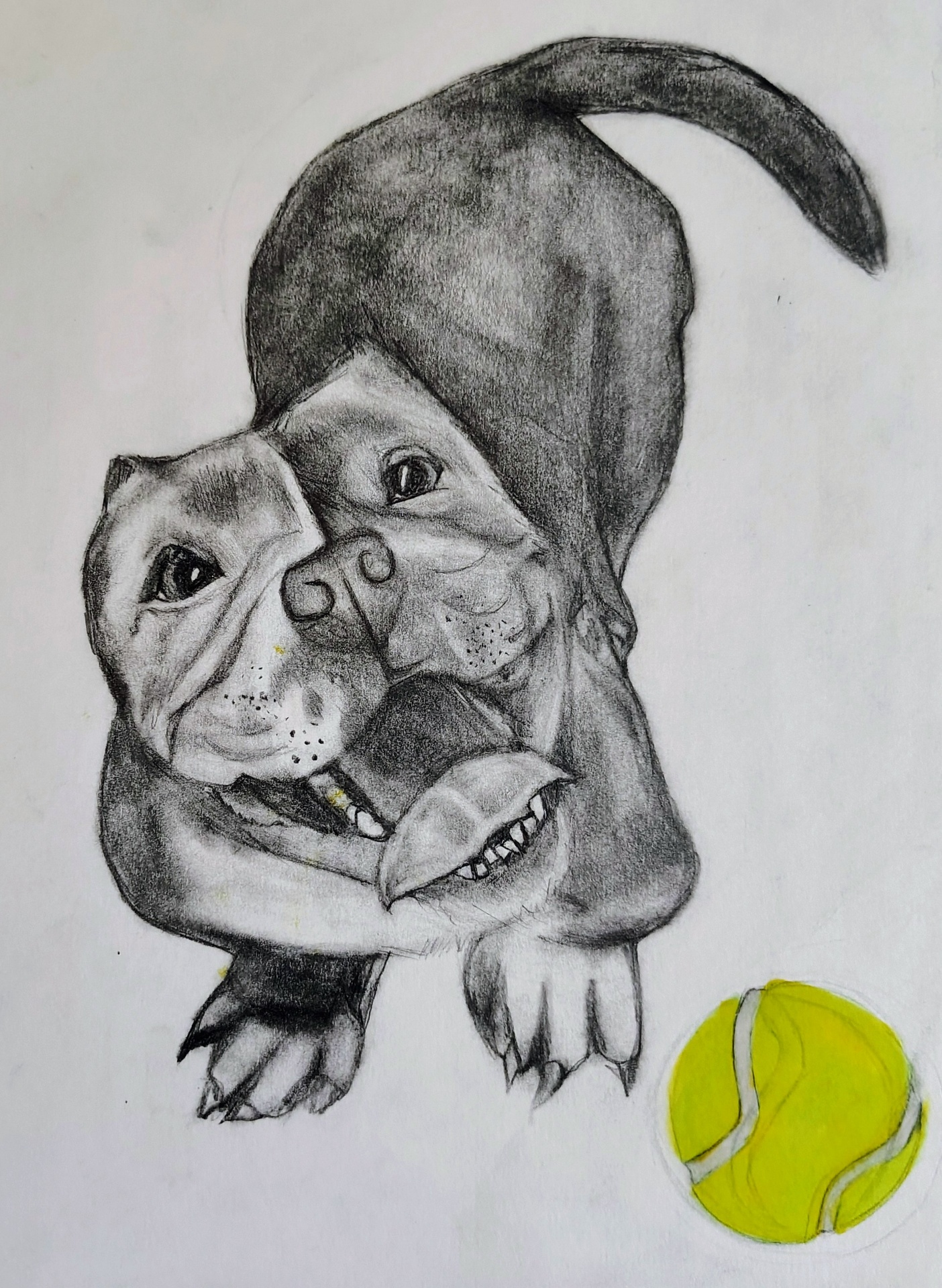 Dog with Tennis Ball, pencil portrait by Samantha Oyler