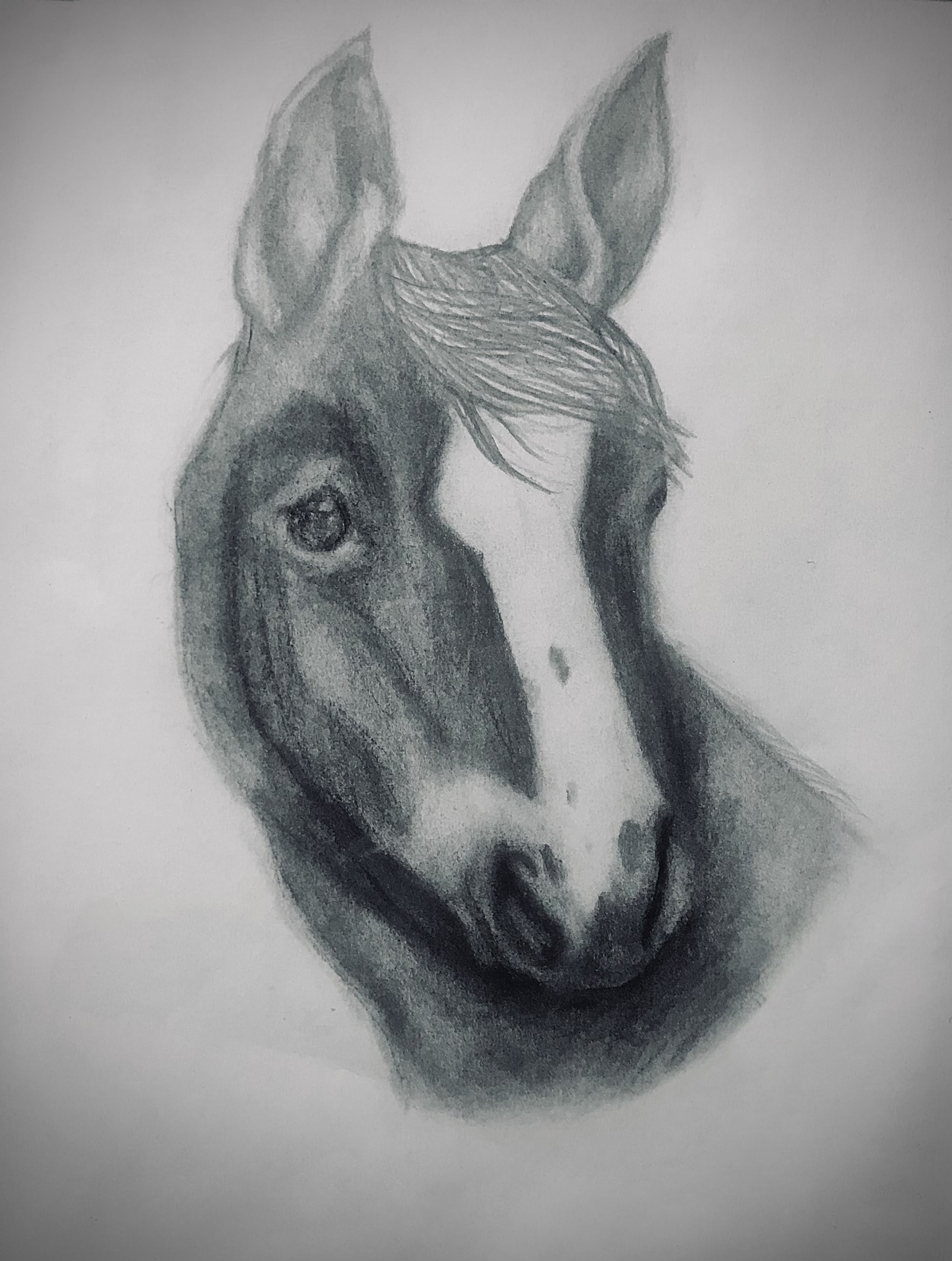 Horse Portrait, pencil portrait by Samantha Oyler